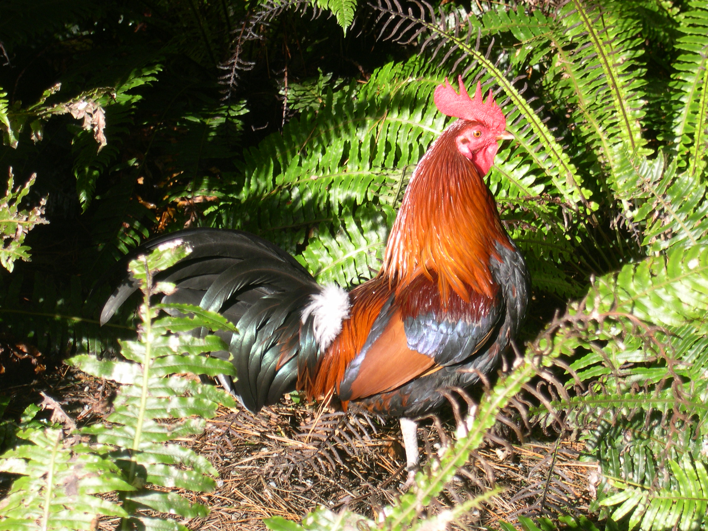 http://www.turbophoto.com/Free-Stock-Images/Images/Rooster.jpg